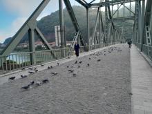 Most golubovi 1