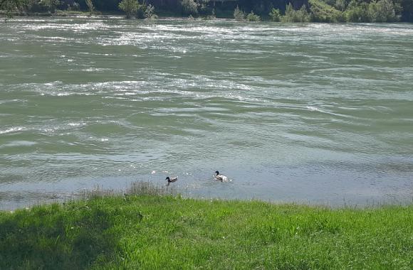 Drina patke 1