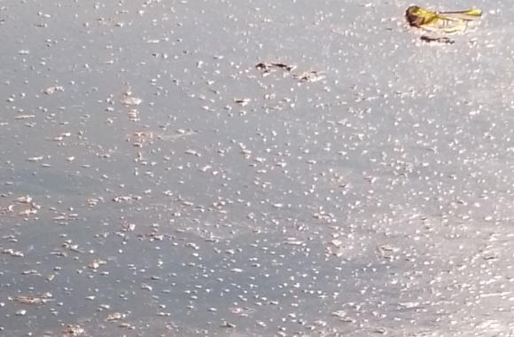 jezero ponton
