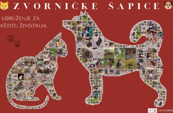 zornicke sapice