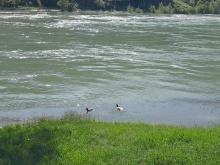 Drina patke 1